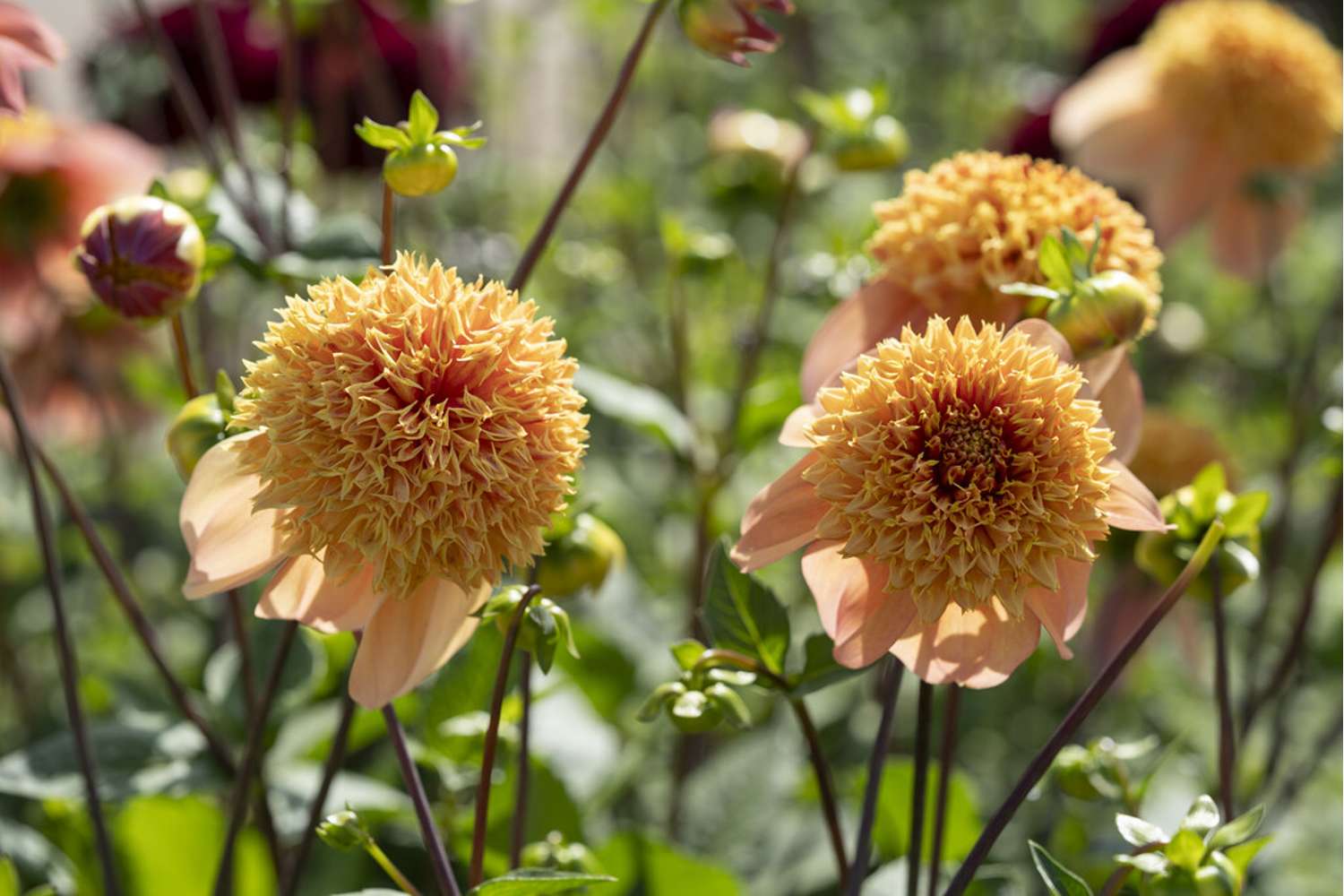 Dahlia 'Sandia Brocade'